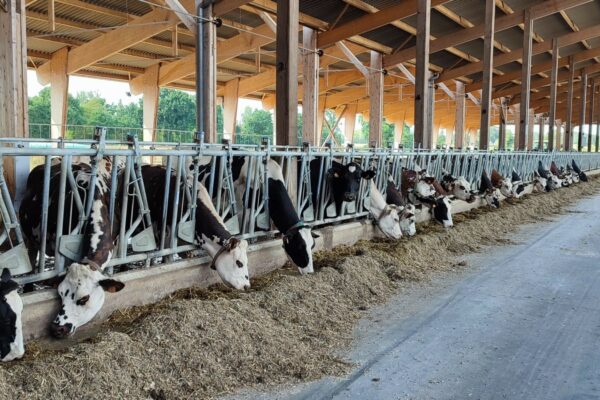 Retour d'expérience sur la litière miscanthus