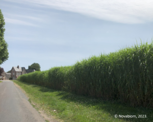 Miscanthus in Saint-Mards-de-Blacarville (27), der in der kommunalen Heizungsanlage verwendet wird.