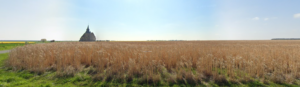 Plantation de miscanthus à Orrouer (28)