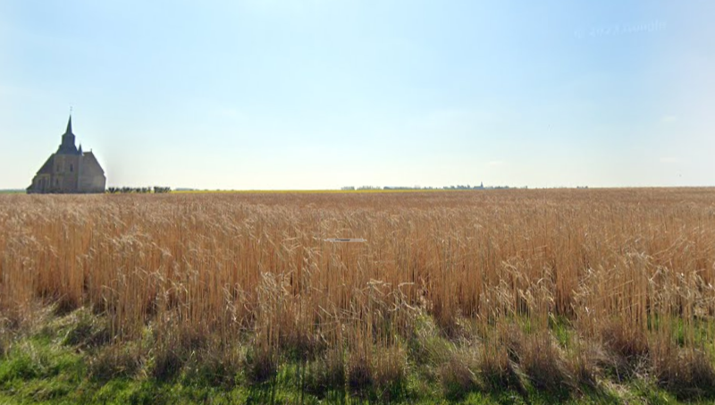 Plantation de miscanthus à Orrouer (28)