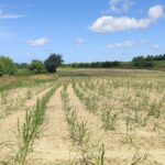 levée du miscanthus