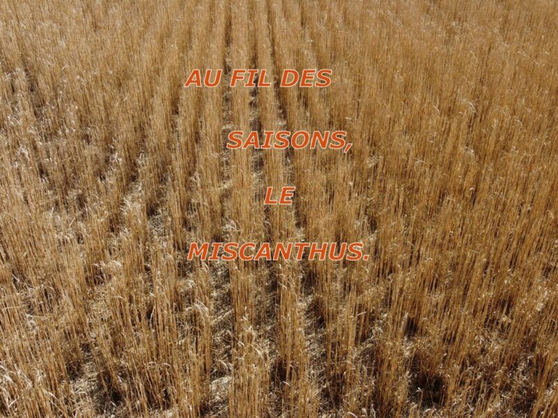 Février 2024 : le miscanthus, plante pérenne