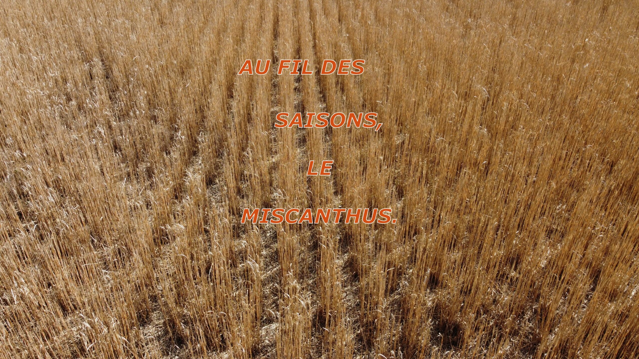 Février 2024 : le miscanthus, plante pérenne