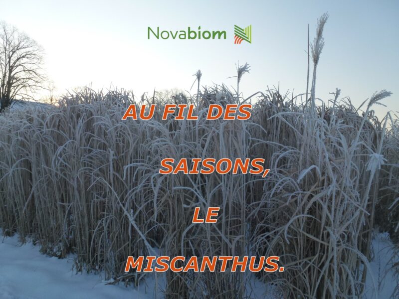 Janvier 2024 : la sénescence du miscanthus