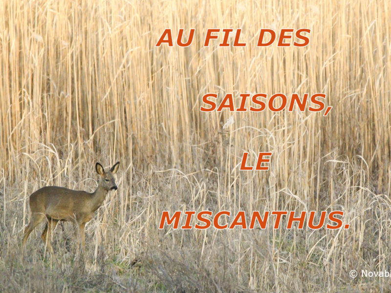 Mars 2024 : miscanthus, outil d'aménagement du territoire.