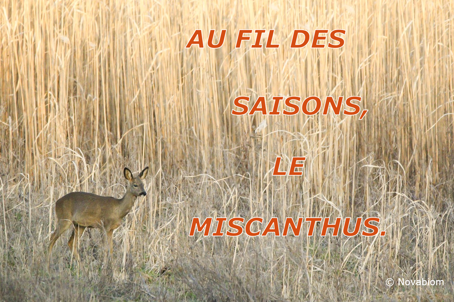 Mars 2024 : miscanthus, outil d'aménagement du territoire.