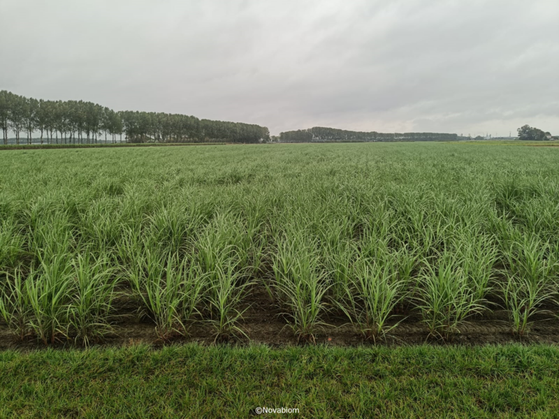 parcelle de miscanthus de 3 mois
