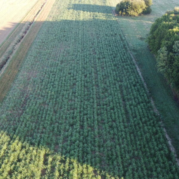 MisEauVert parcelle expérimentale de miscanthus