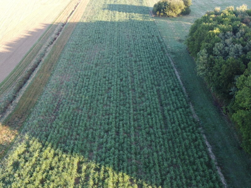 MisEauVert parcelle expérimentale de miscanthus