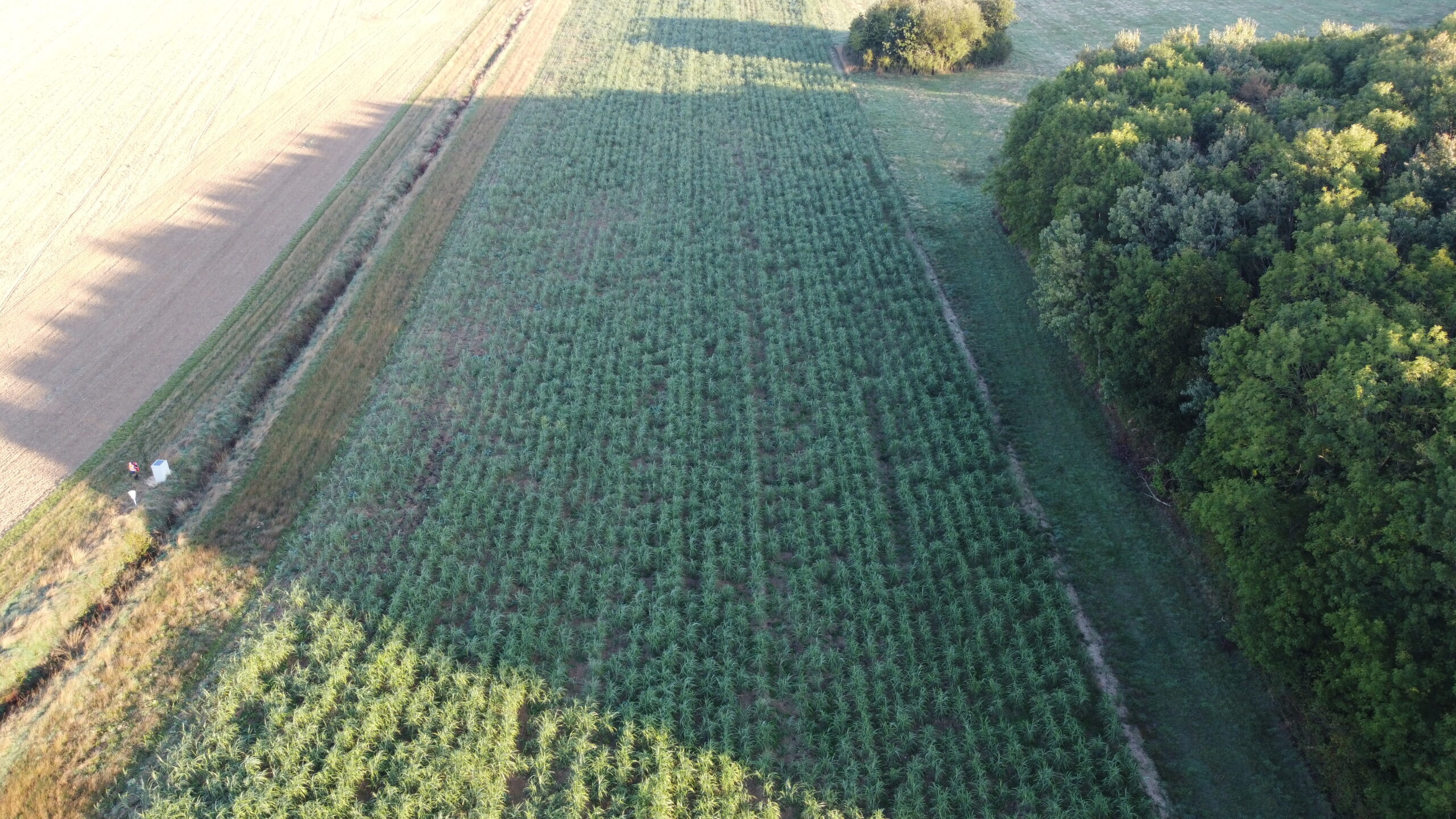 MisEauVert parcelle expérimentale de miscanthus