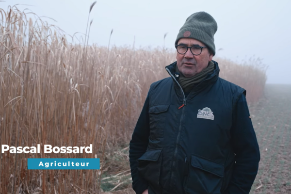 vente en direct du miscanthus