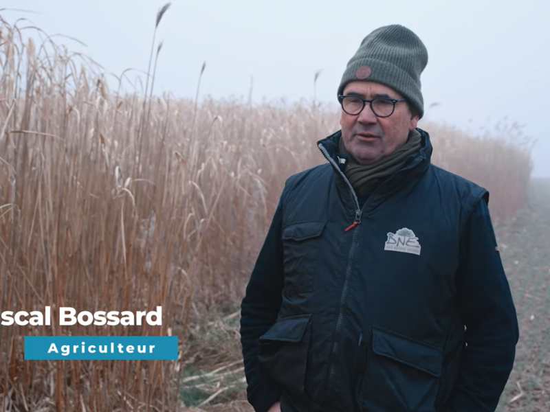 vente en direct du miscanthus