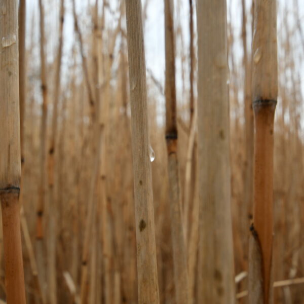 miscanthus nitrate eau