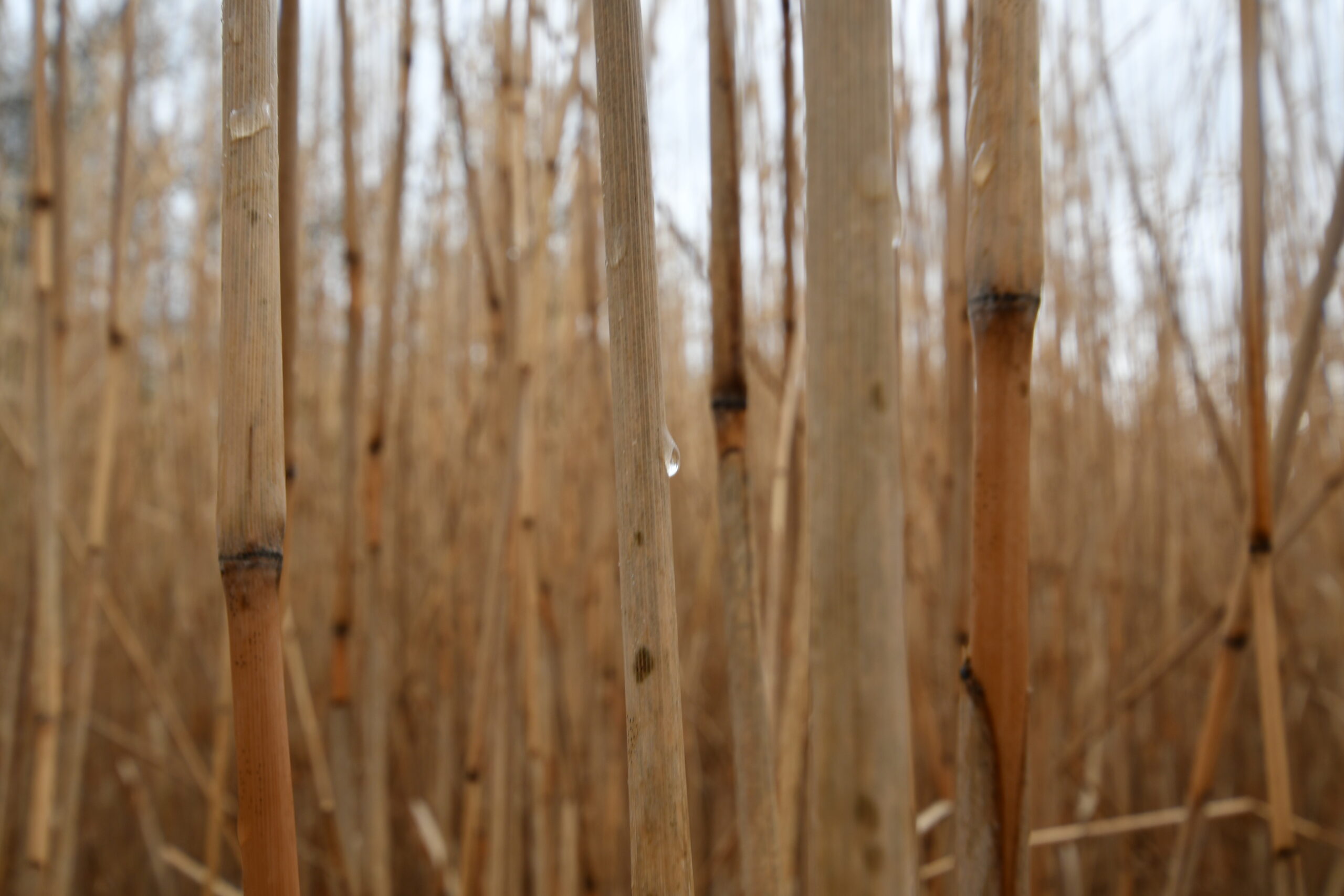 miscanthus nitrate eau