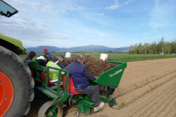 Plantation de miscanthus à Rouffach 2026
