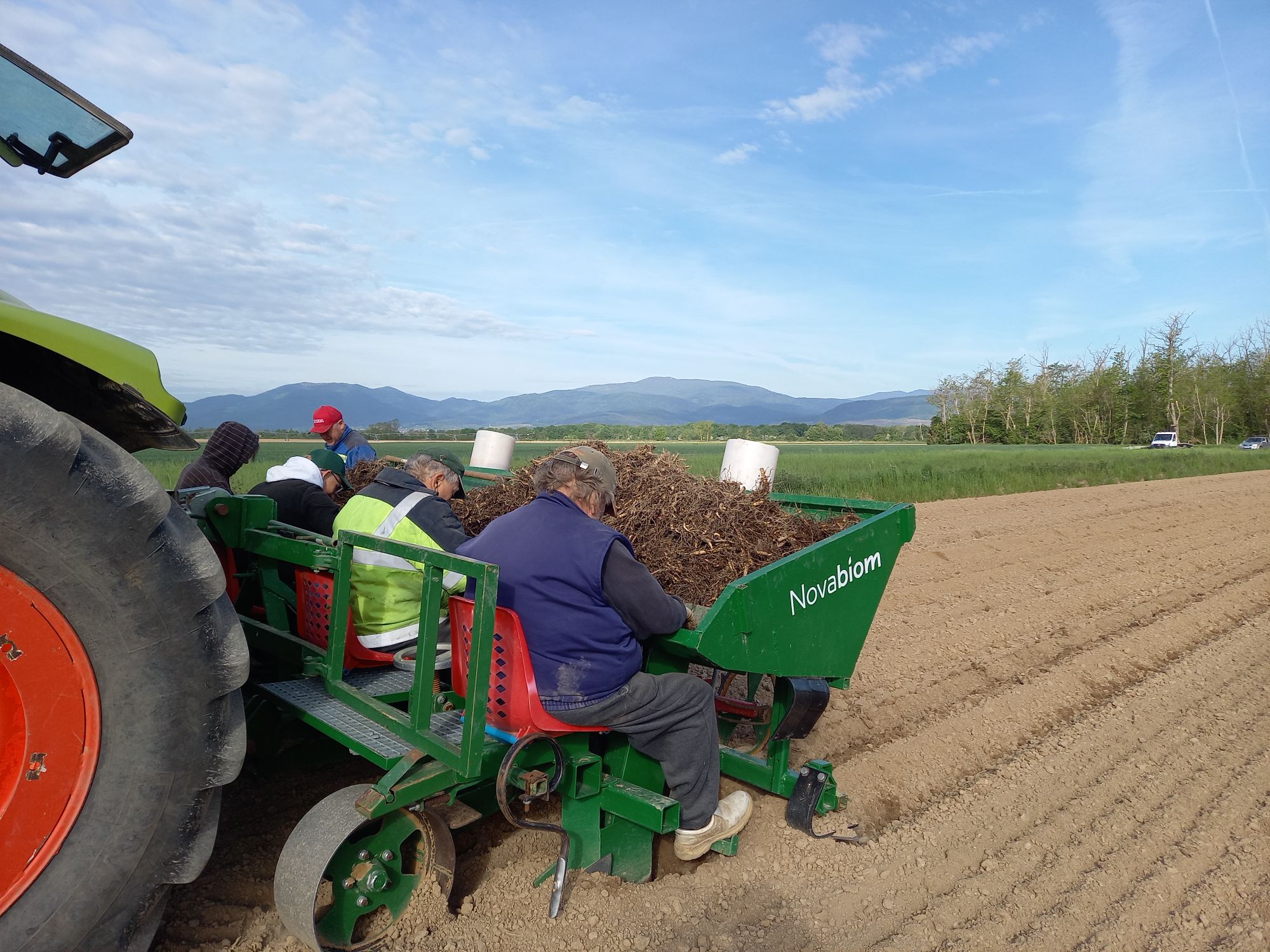 Plantation de miscanthus à Rouffach 2026